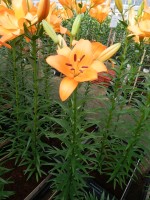 [5090 Honesty No02.JPG]